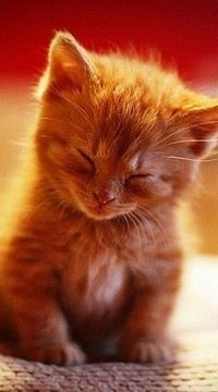 Анна Синиченко