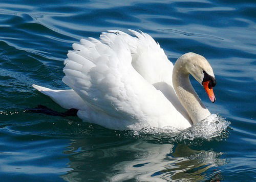 Наталья Лачина