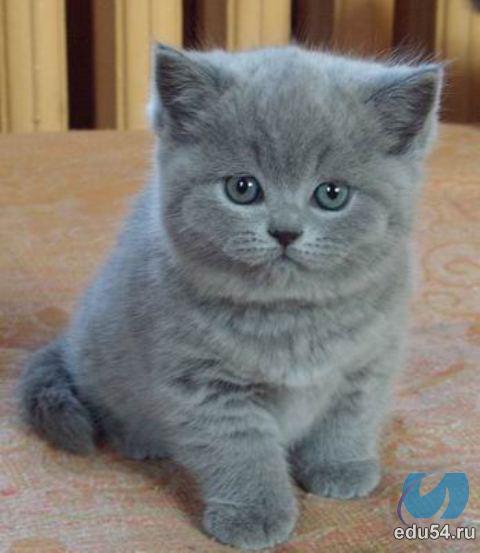 Надежда Белопасова