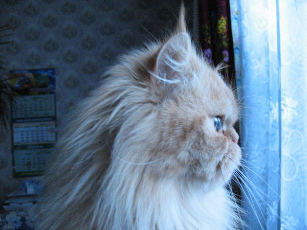 Эльвира Сатырова