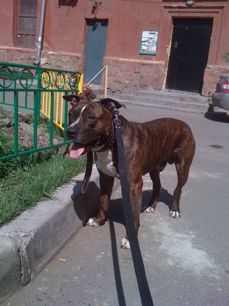 Даниил Заградский