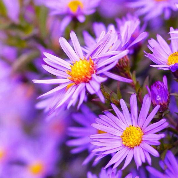 Галина Галина