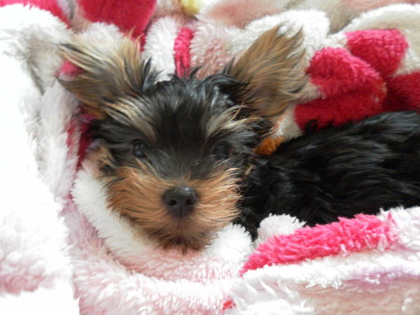 Андрей Котельников