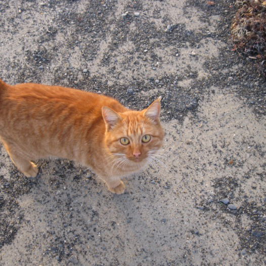 Наталья Савенкова