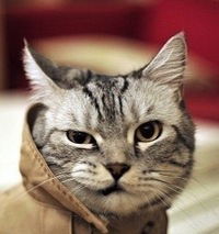 Слава Анисимов