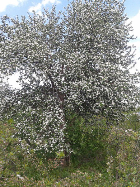 Дмитрий Ковалев