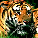 Алишер Алибаев