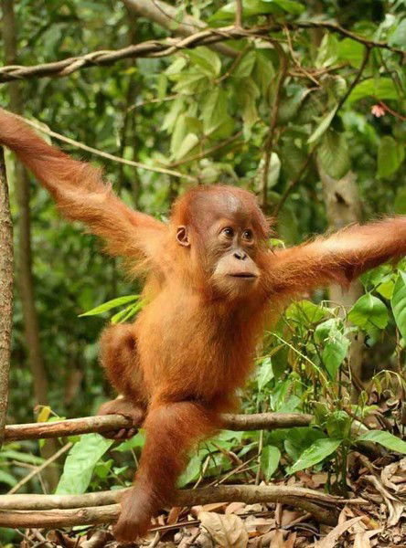 Павел Кресс