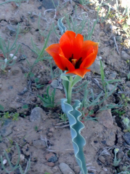 Айгул Алпамысова