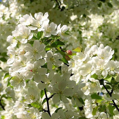 Ляйсан Мухаметгалиева