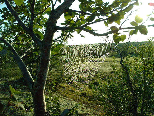 Сергей Лохвинский