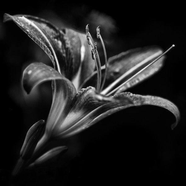 Юрий Сташис