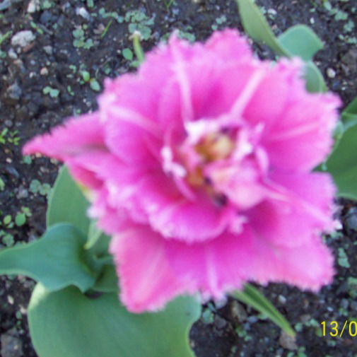 Настенька Гусева