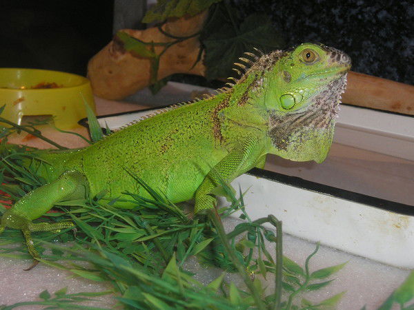 Надежда Чурсина