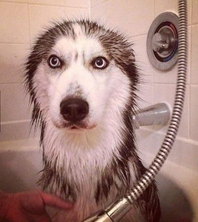 Роман Пышкин