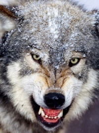 Николай Пешехонов