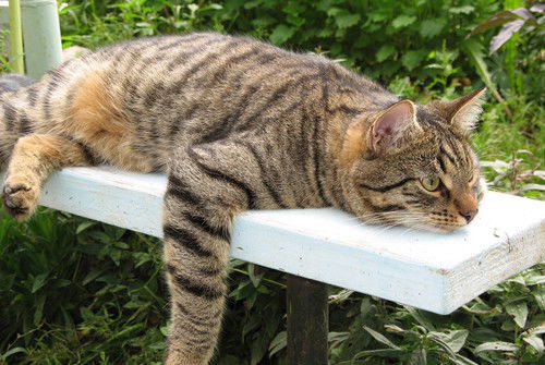 Оксана Самыхова