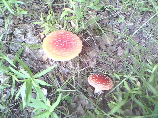 Дмитрий Кирпиченко