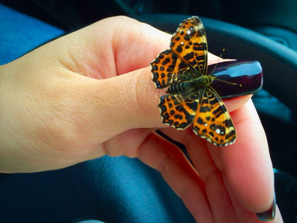 Юля Апалёнова