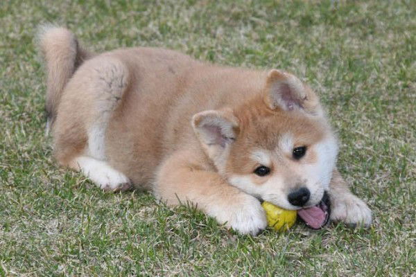 Александр Павлов