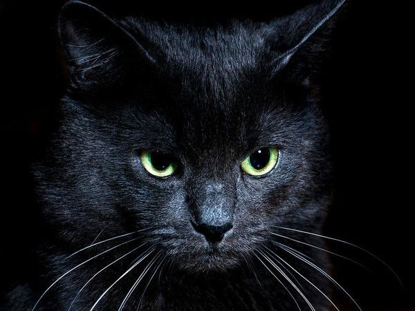 Владимир Голиков