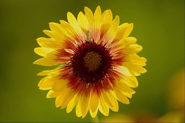 Елена Александрова