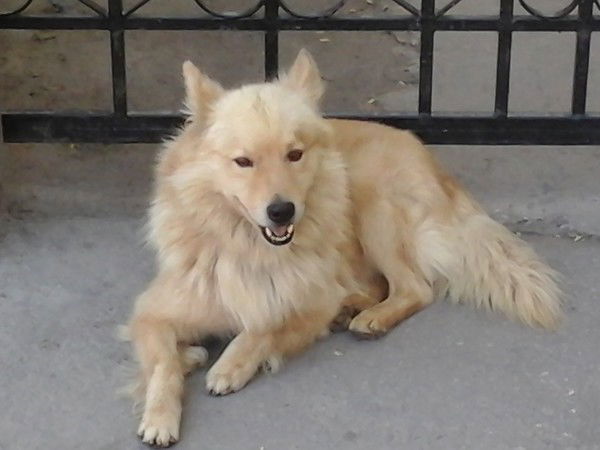 Нехай Нехай