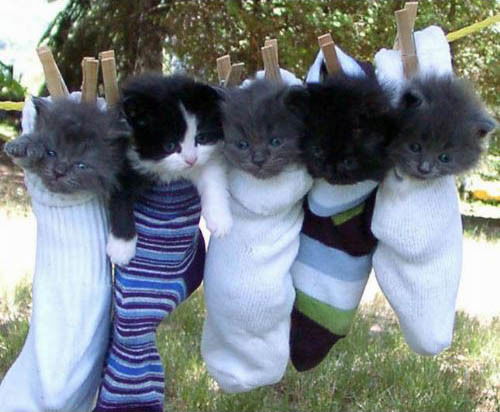 Администраторы См11 Шевченко