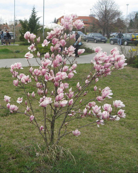 Татьяна Скопцова