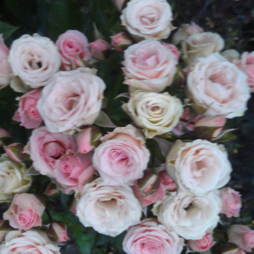 Анна Крутикова