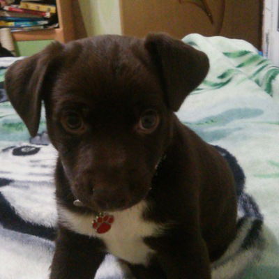 Дарья Моголивец