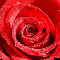 Ольга Ткаченко