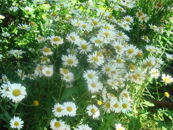 Горняцкий Филиал Фгоу Спо "апэк"