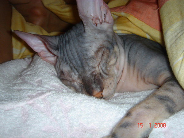 Анна Шилкина