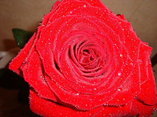 Лидия Миронова