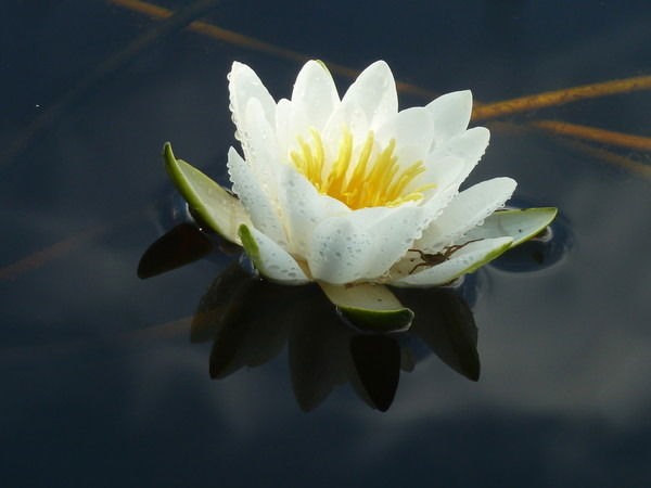 Татьяна Дубровка