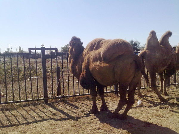 Турар Кожабеков