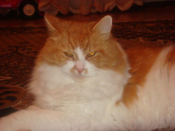 Алена Черная