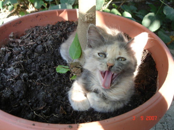 Виолетта Violetta