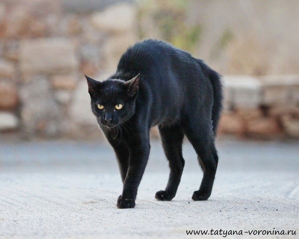 Андрей Сычев