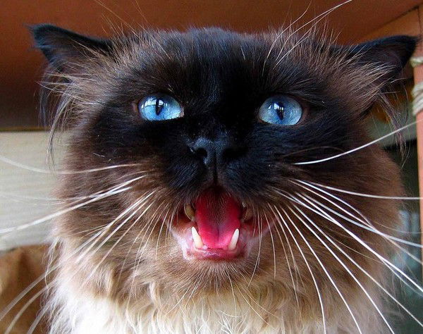 Александр Миоков