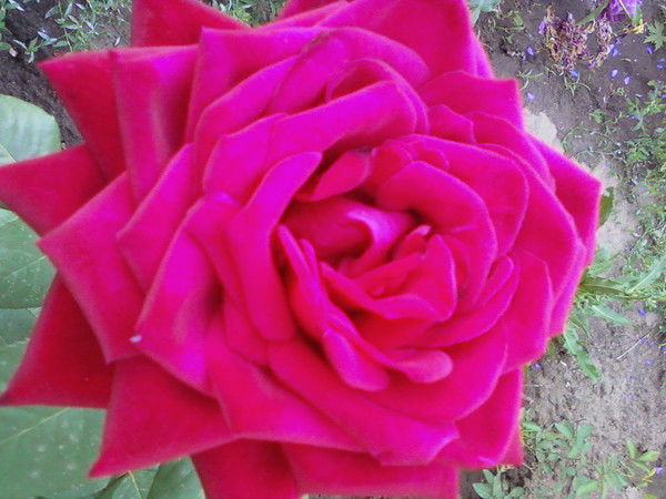 *lyubov** ((Love You((((