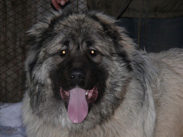 Елена Одинцова