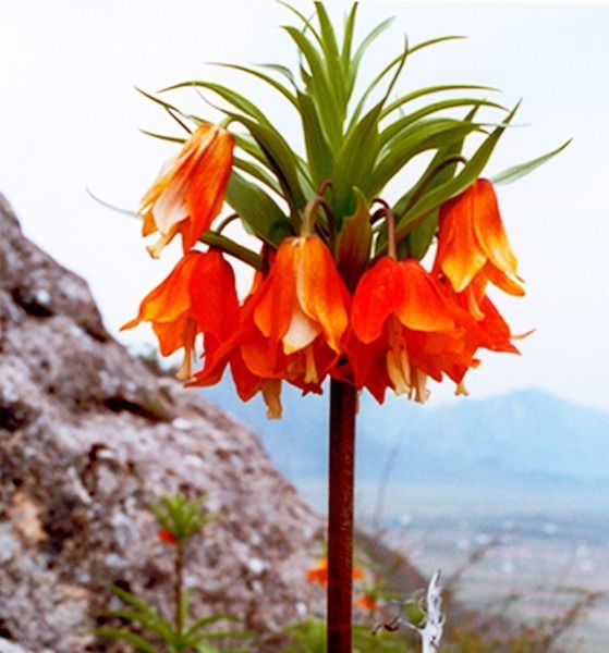 Айка Сулайманова