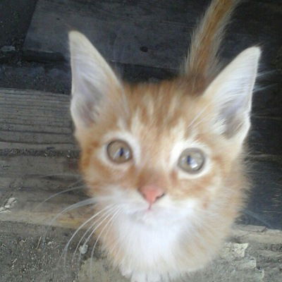 Вероника Пластинина