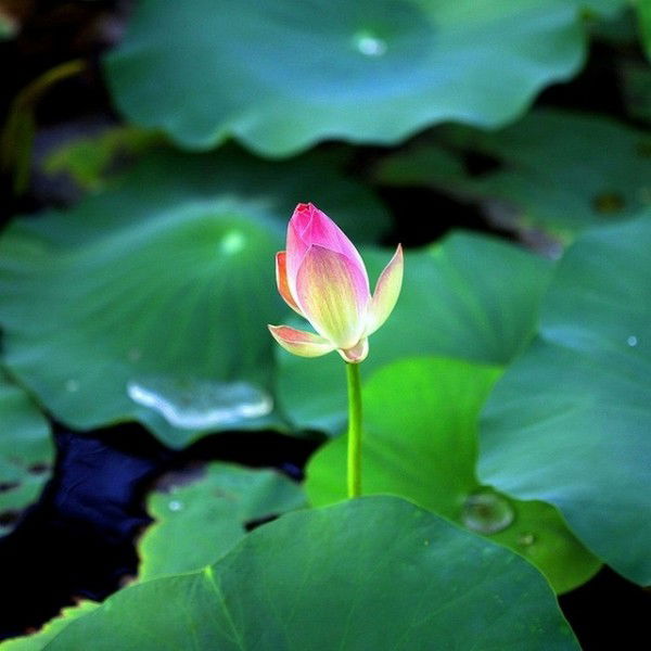 Валерия Бондарцева