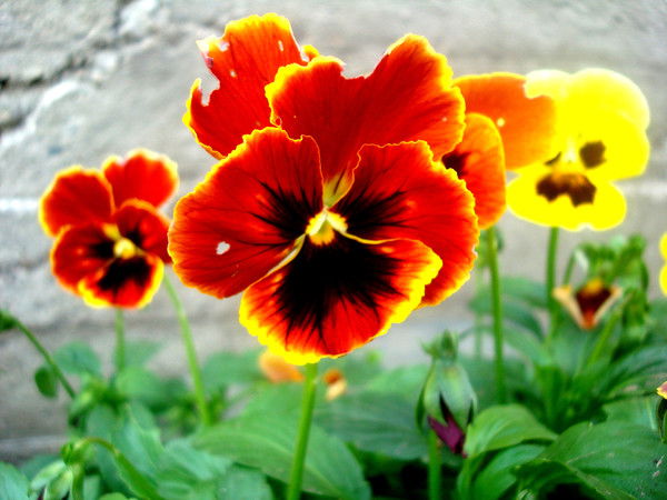 Лариса Нерода