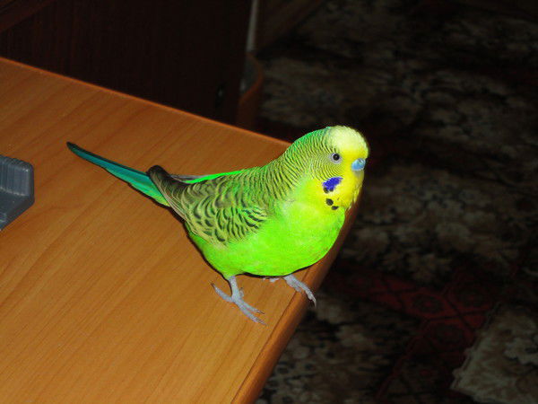 Наталья Столярчук