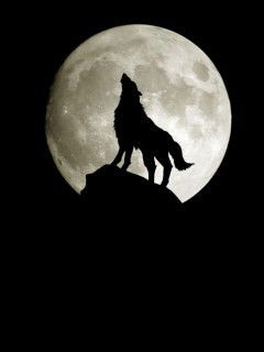 Лёша Шульга