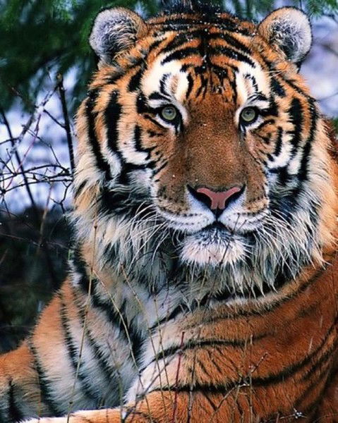 Владимир Зыкин